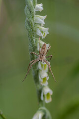 Pisaura