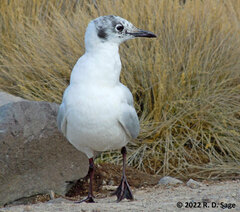 Chroicocephalus serranus
