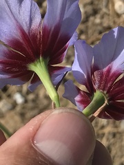 Leucocoryne purpurea