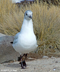 Chroicocephalus serranus