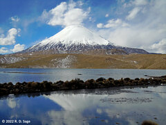 Chroicocephalus serranus