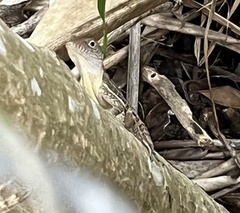 Anolis lineatopus