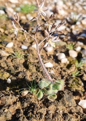 Trachyandra tortilis