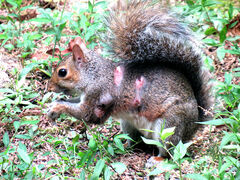 Cuterebra emasculator