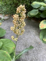 Sorghum