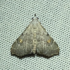 Redectis pygmaea