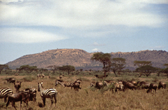 Connochaetes taurinus mearnsi