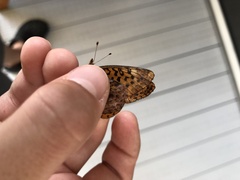 Boloria bellona