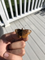 Boloria bellona
