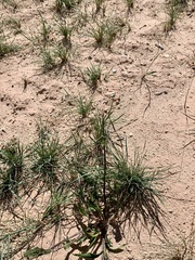 Sisymbrium altissimum