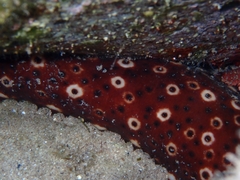 Holothuria sanctori
