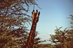 Giraffa camelopardalis tippelskirchi