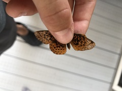 Boloria bellona