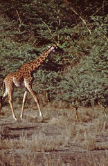 Giraffa camelopardalis tippelskirchi