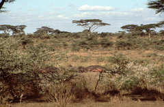 Hippopotamus amphibius