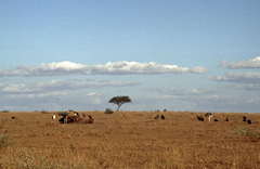 Leptoptilos crumenifer