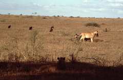 Panthera leo melanochaita
