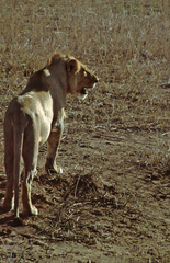 Panthera leo melanochaita