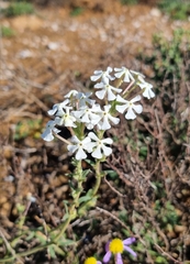 Lyperia tristis