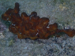 Chondrilla nucula