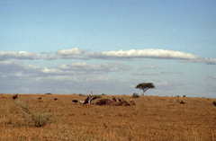 Leptoptilos crumenifer