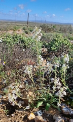 Lyperia tristis