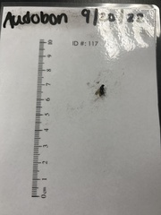 Brachycera