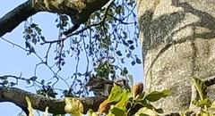 Sciurus carolinensis