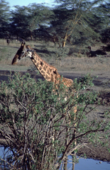 Giraffa camelopardalis tippelskirchi