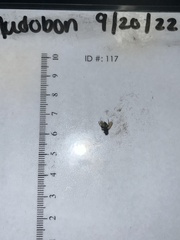 Brachycera