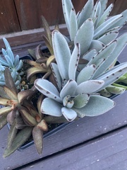 Kalanchoe tomentosa
