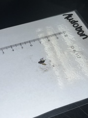 Brachycera