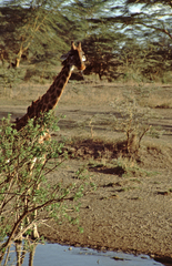 Giraffa camelopardalis tippelskirchi