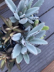 Kalanchoe tomentosa