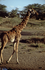 Giraffa camelopardalis tippelskirchi