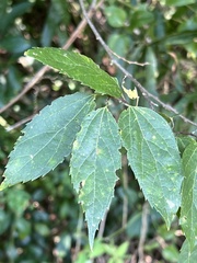 Celtis tenuifolia