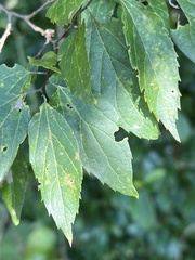Celtis tenuifolia