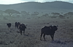 Syncerus caffer caffer