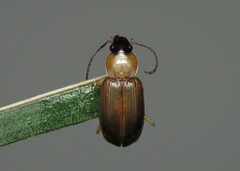 Stenolophini