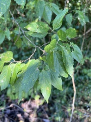 Celtis tenuifolia