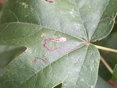 Stigmella aceris