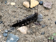 Trimerotropis verruculata