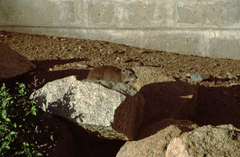Procavia capensis