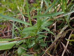 Microsteris gracilis