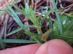 Microsteris gracilis