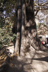 Diospyros mespiliformis
