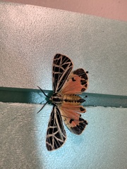 Apantesis parthenice