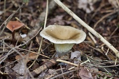 Ampulloclitocybe