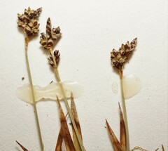 Carex concinna