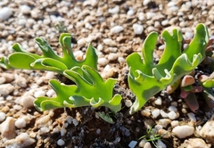 Othonna cakilifolia